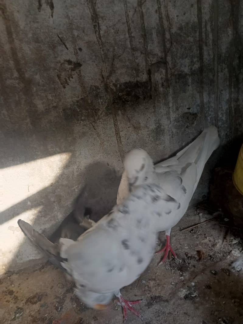 Pair for breeding 5