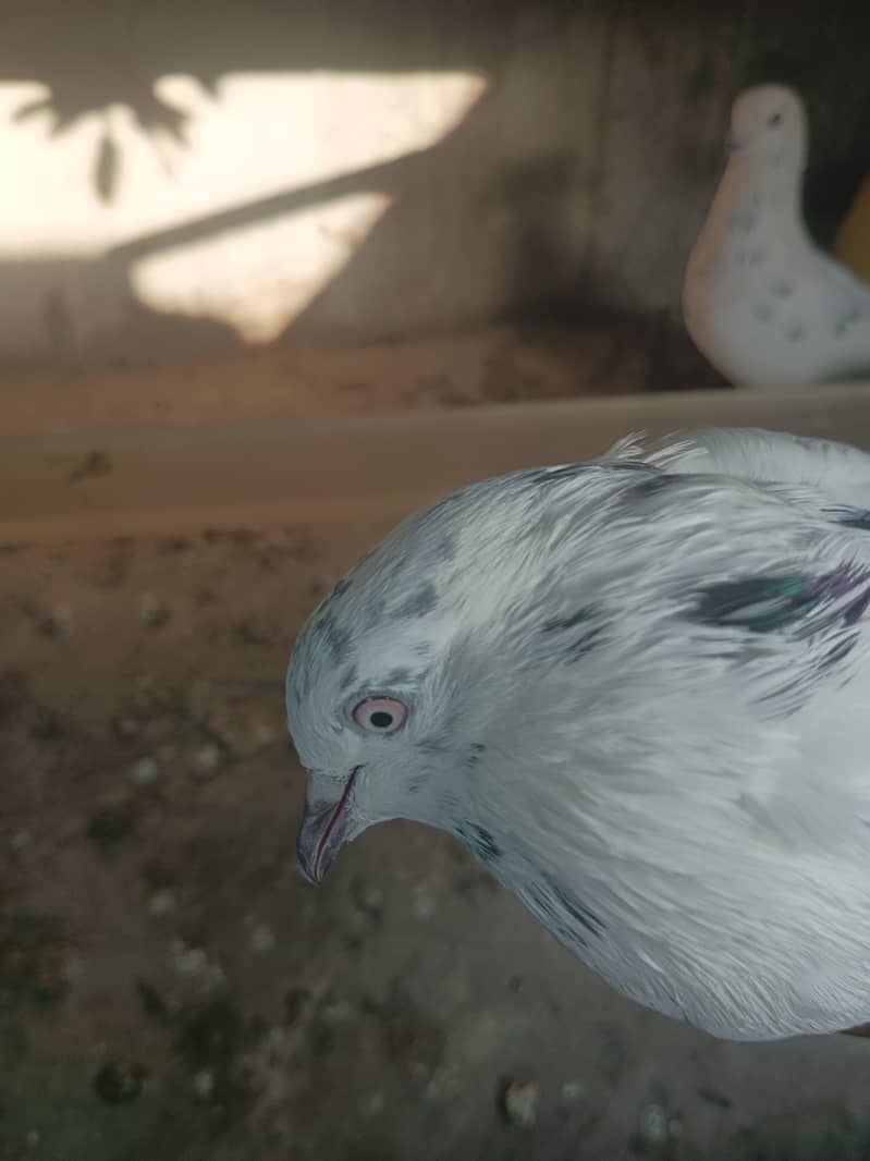 Pair for breeding 6