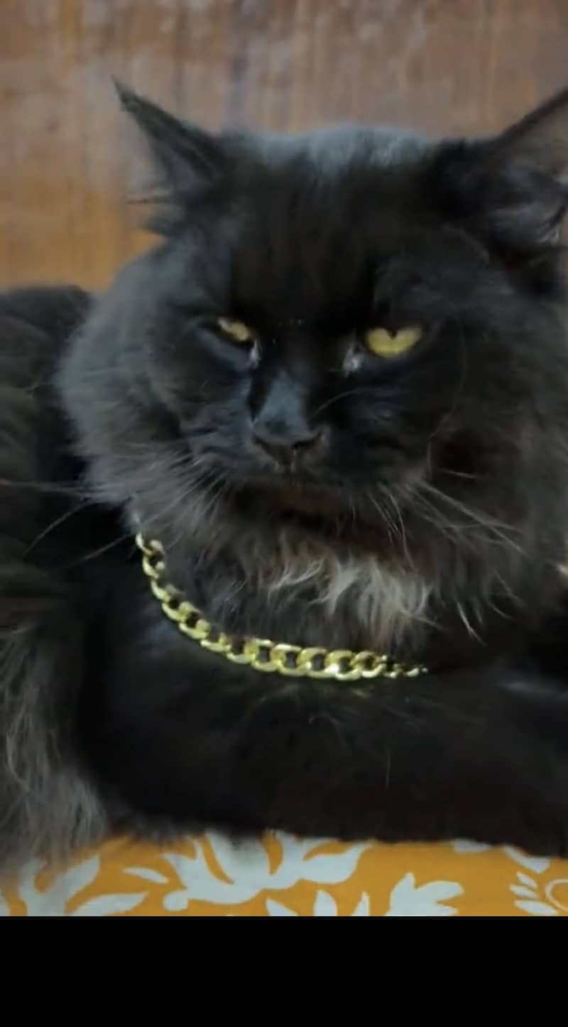 Persion cat double cott 0