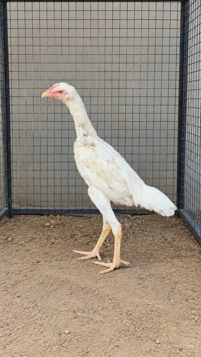 Shamo female quality