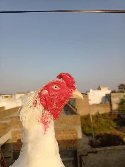 White Heera Aseel
