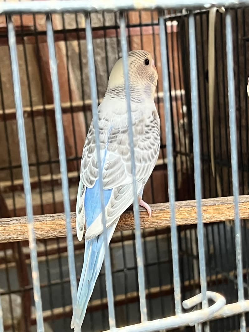 Undersize budgies pair & pathy 0