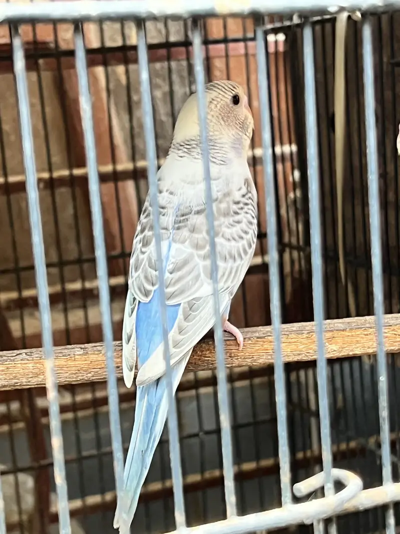 Undersize budgies pair & pathy