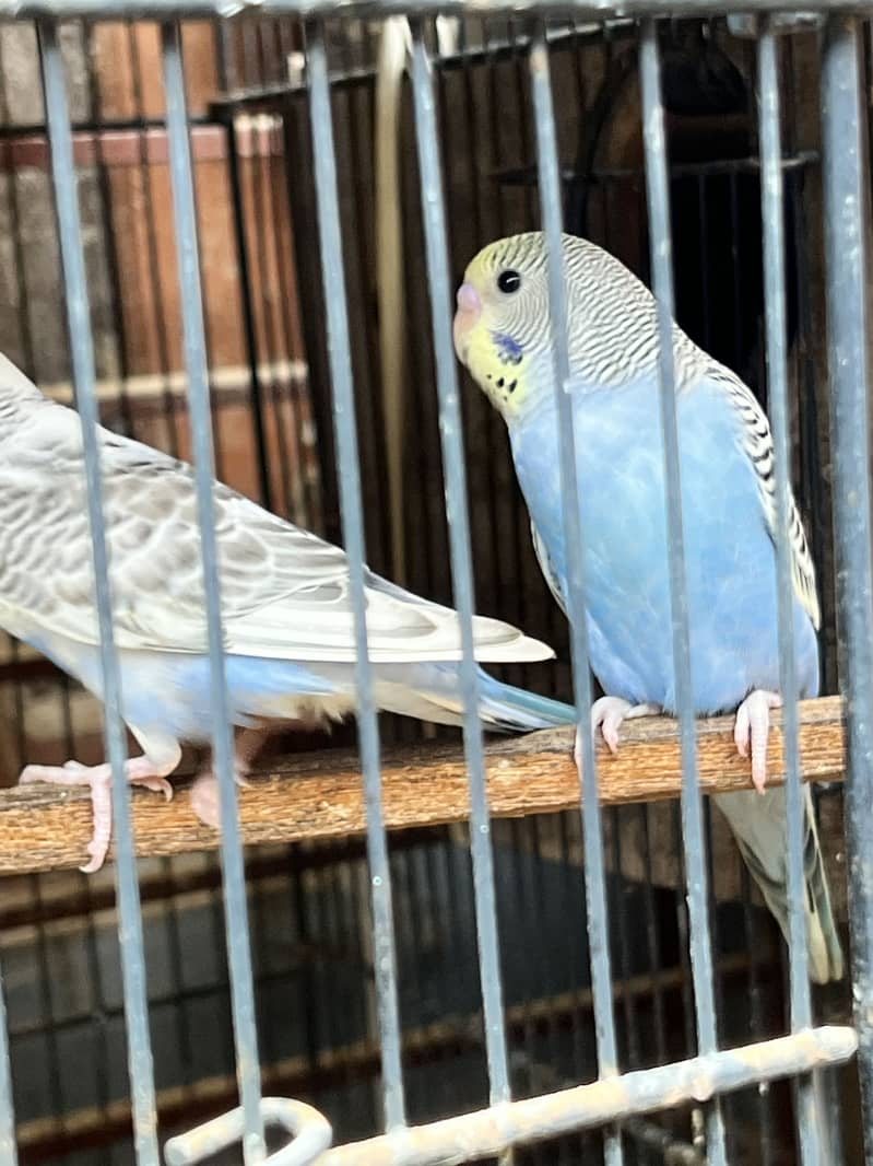 Undersize budgies pair & pathy 1