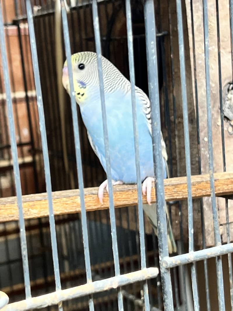 Undersize budgies pair & pathy 2
