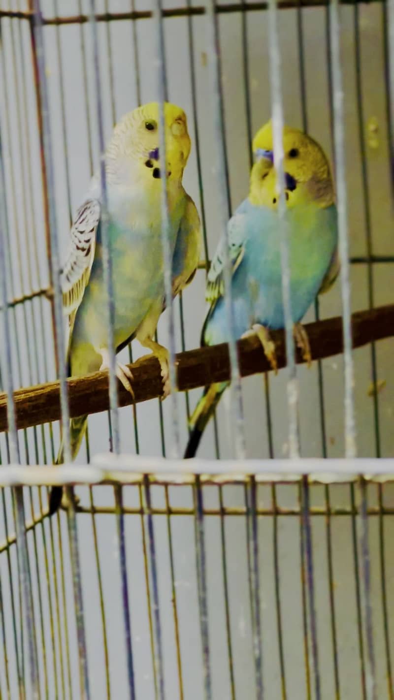 Undersize budgies pair & pathy 3