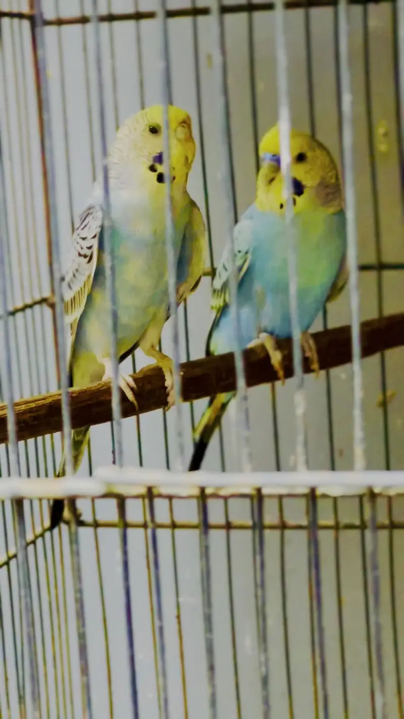 Undersize budgies pair & pathy — photo 4