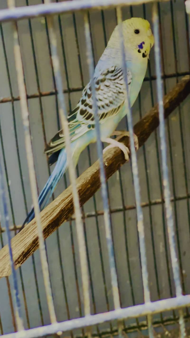 Undersize budgies pair & pathy 4