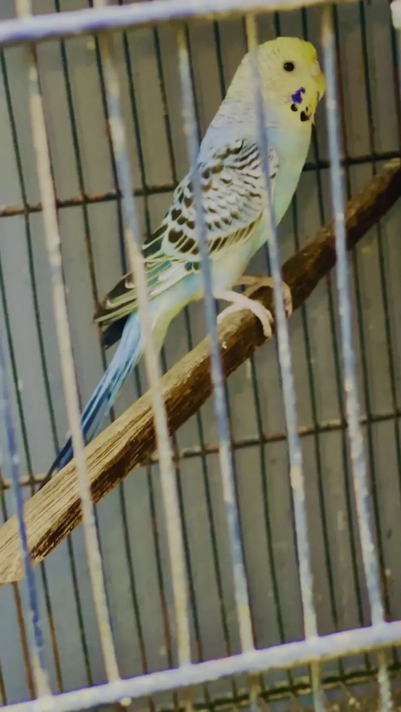 Undersize budgies pair & pathy — photo 5