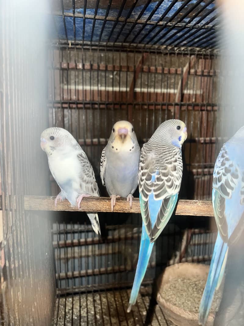 Undersize budgies pair & pathy 5