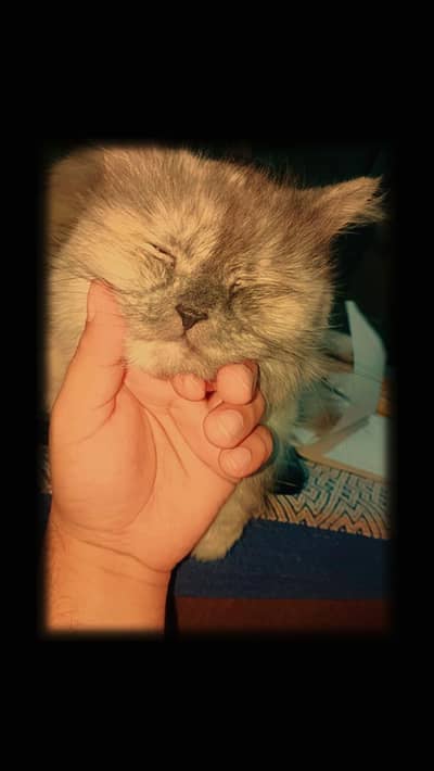 Triple Coated Punch Face Persian Cat