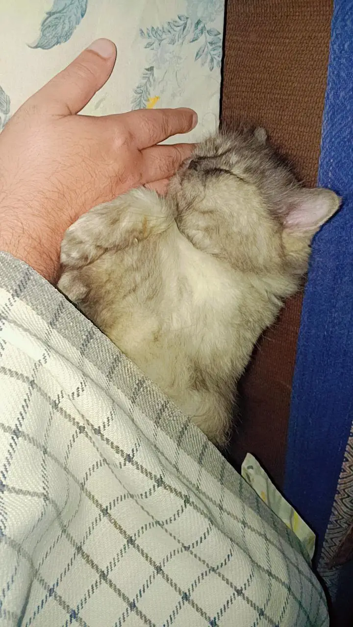 Triple Coated Punch Face Persian Cat — photo 2
