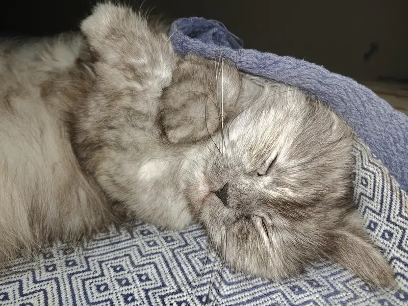 Triple Coated Punch Face Persian Cat — photo 3