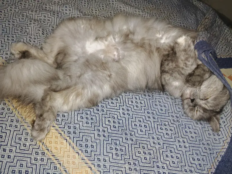 Triple Coated Punch Face Persian Cat — photo 4