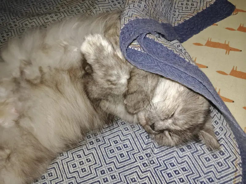 Triple Coated Punch Face Persian Cat — photo 5