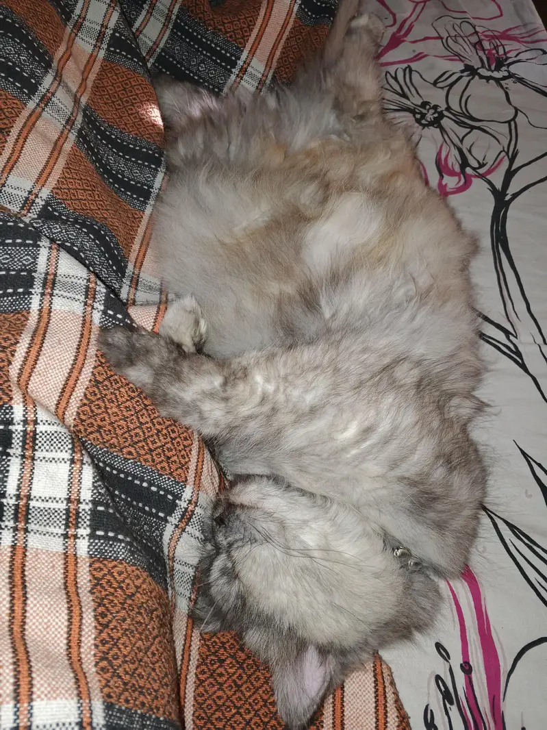 Triple Coated Punch Face Persian Cat — photo 6