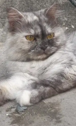Triple Coated Punch Face Persian Cat — photo 7