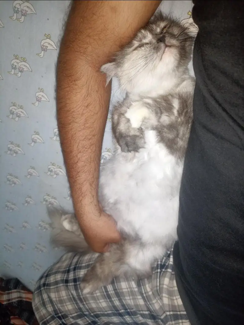Triple Coated Punch Face Persian Cat — photo 8