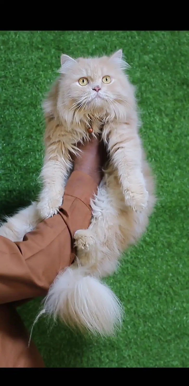 Female cat - Tripple Coted - Persian cat - cat for sale — photo 2