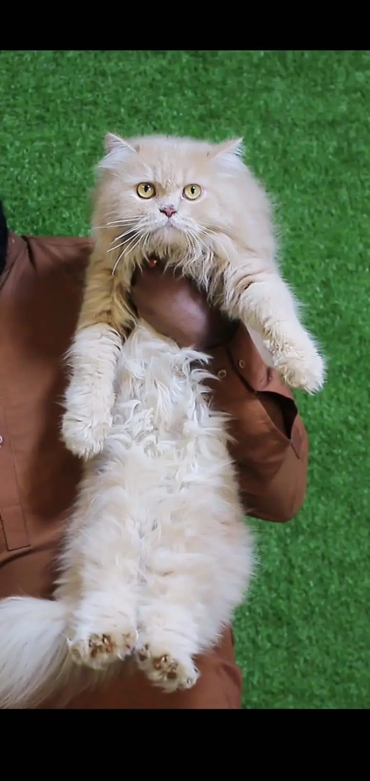 Female cat - Tripple Coted - Persian cat - cat for sale — photo 4
