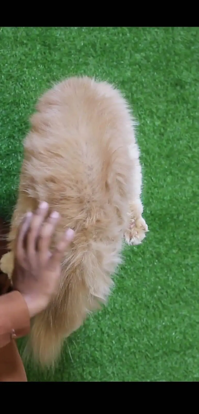 Female cat - Tripple Coted - Persian cat - cat for sale — photo 3