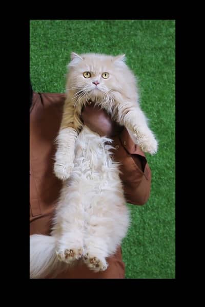 Female cat - Tripple Coted - Persian cat - cat for sale
