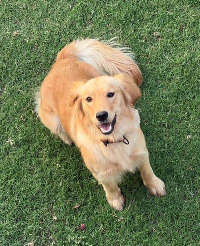 golden Retiever kcp pedgri on heat female