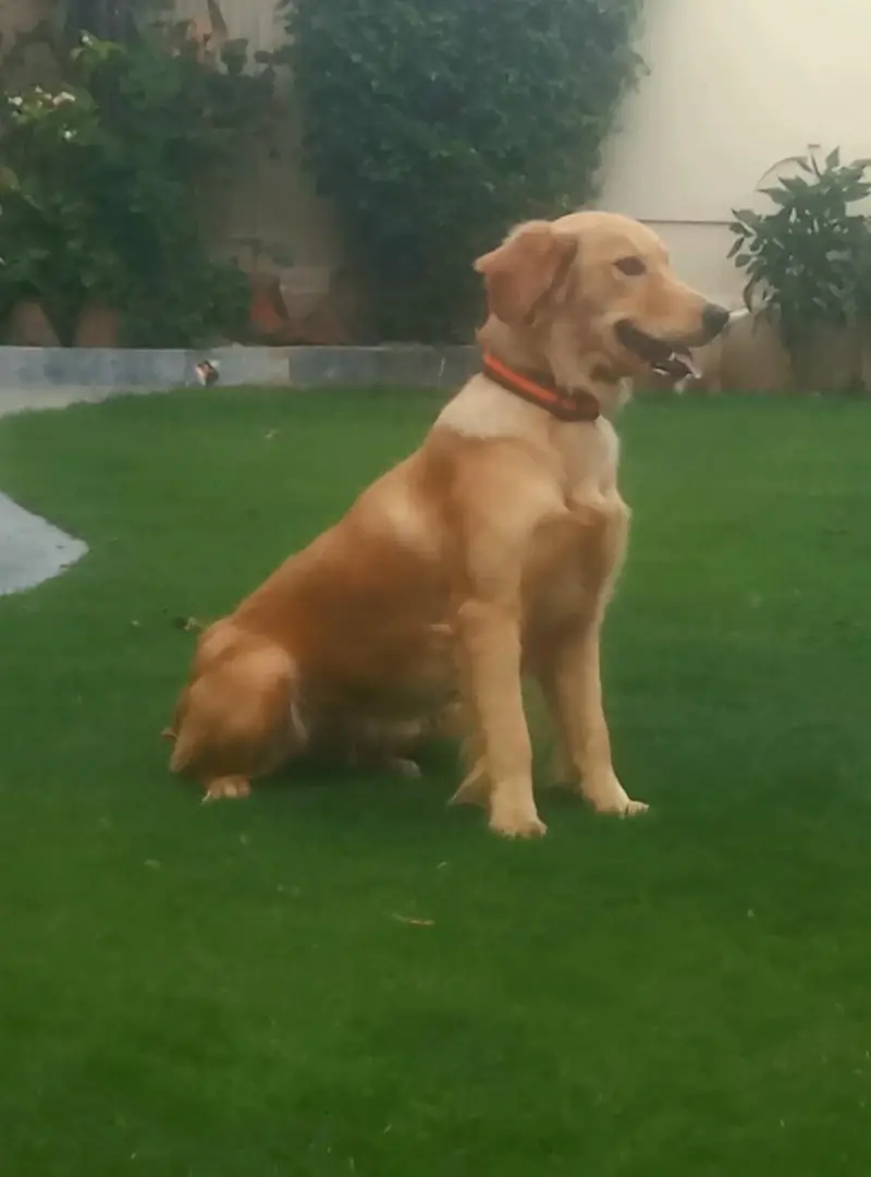 golden Retiever kcp pedgri on heat female — photo 3