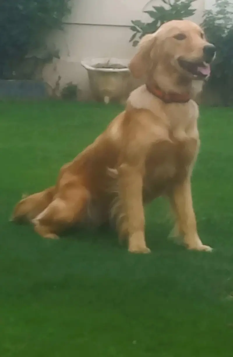 golden Retiever kcp pedgri on heat female — photo 4