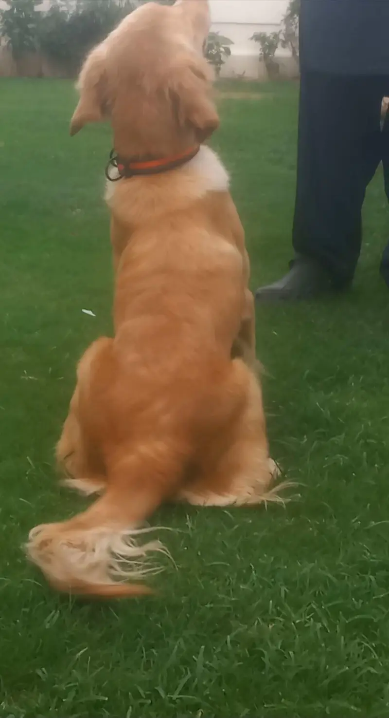 golden Retiever kcp pedgri on heat female — photo 5