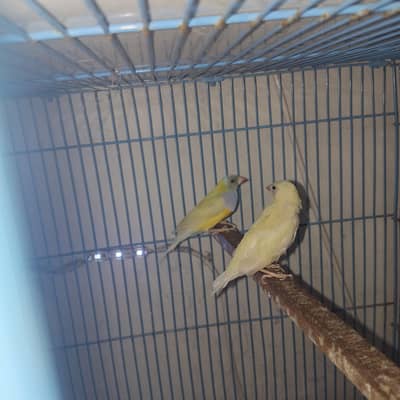 Latino Split Blue Gouldian Black Head