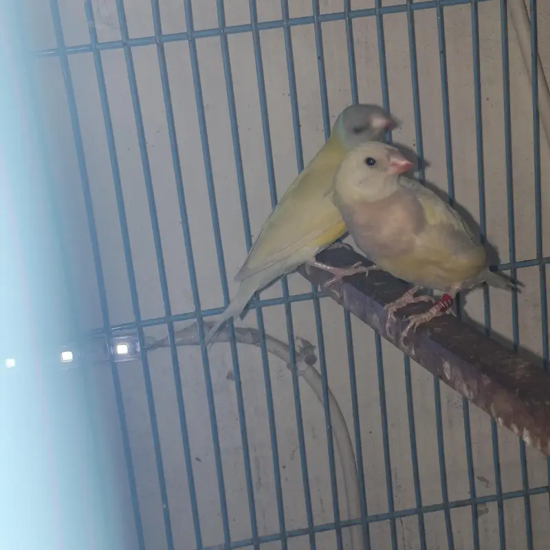 Latino Split Blue Gouldian Black Head — photo 2