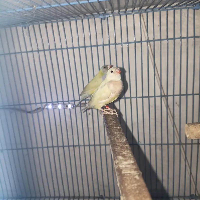 Latino Split Blue Gouldian Black Head — photo 3