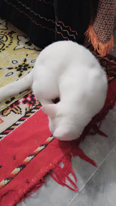percian cat for sale