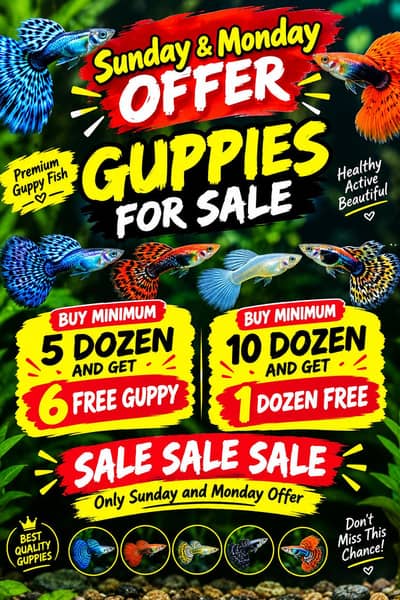 Molly and guppy in low price