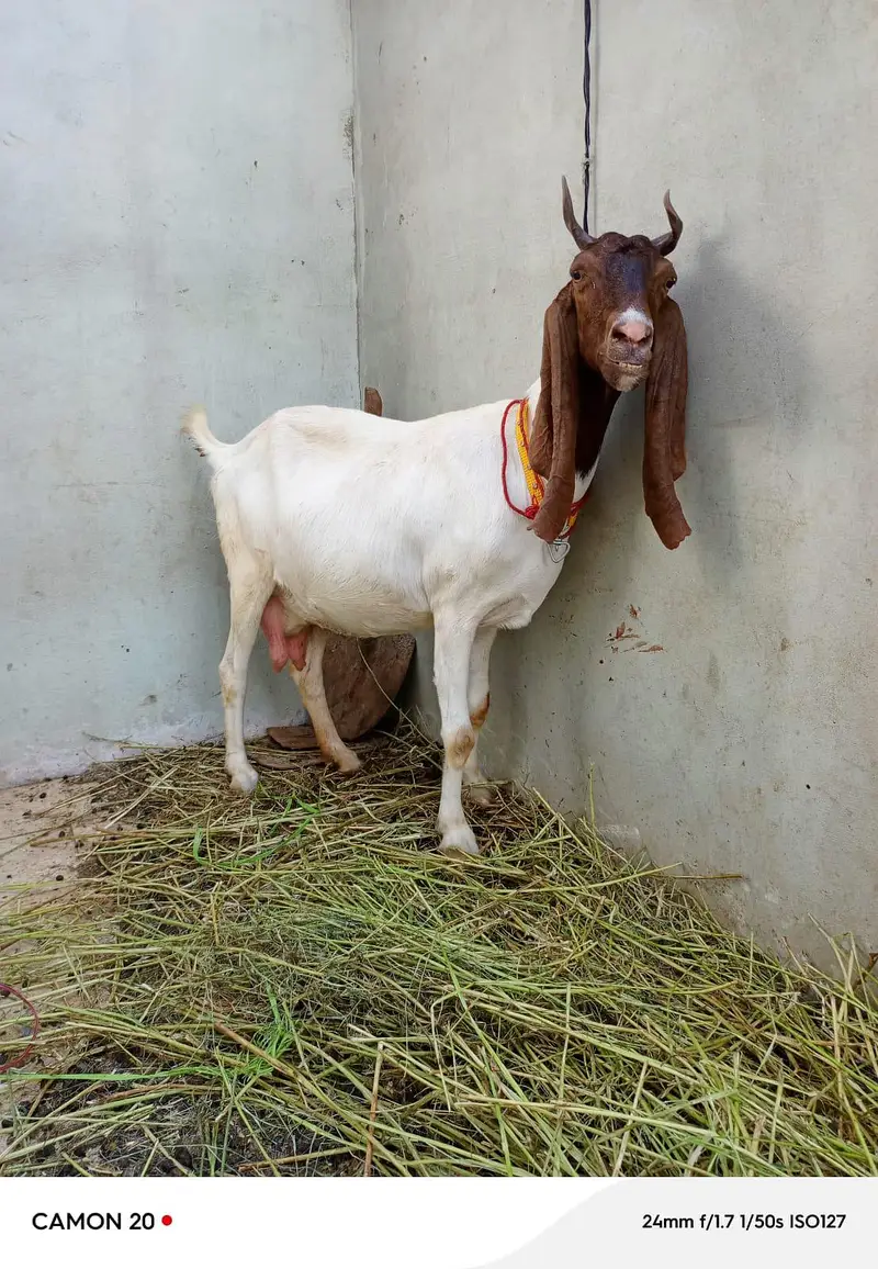 Kamori bakri — photo 2