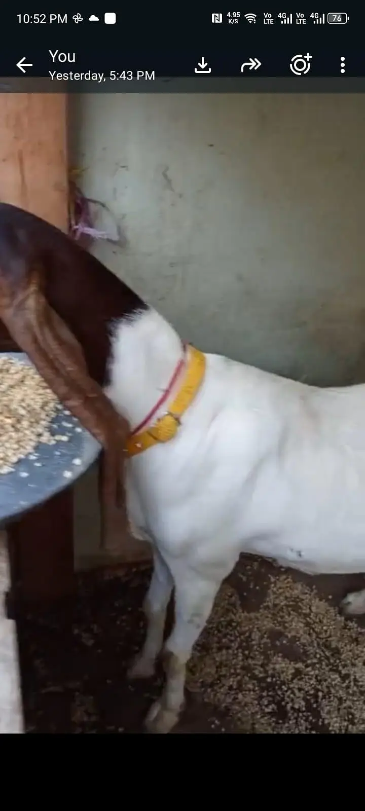 Kamori bakri — photo 3