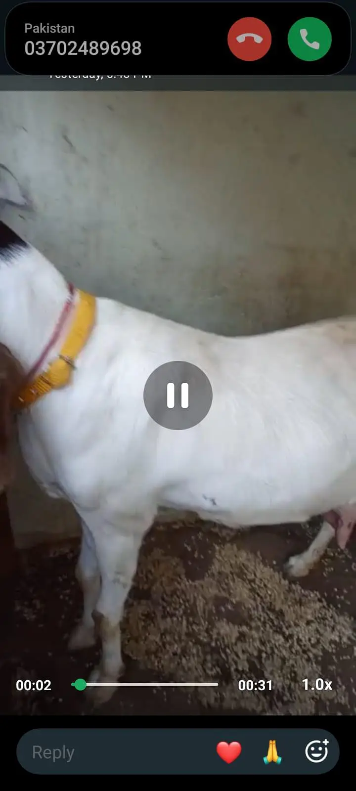 Kamori bakri — photo 4