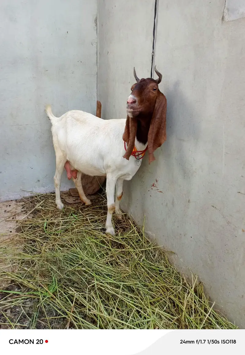 Kamori bakri — photo 5