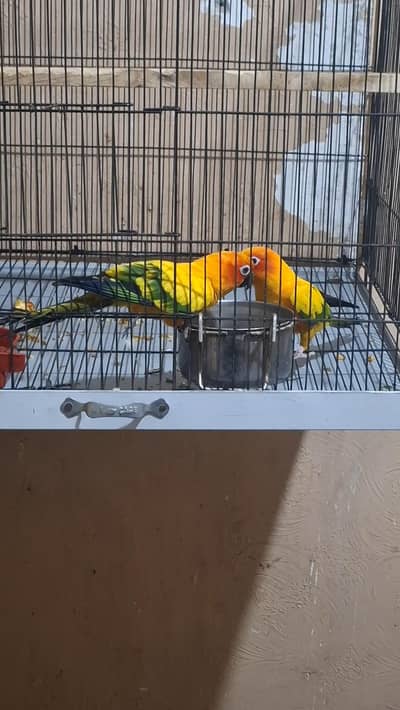 Sun conure breeder pair for sale