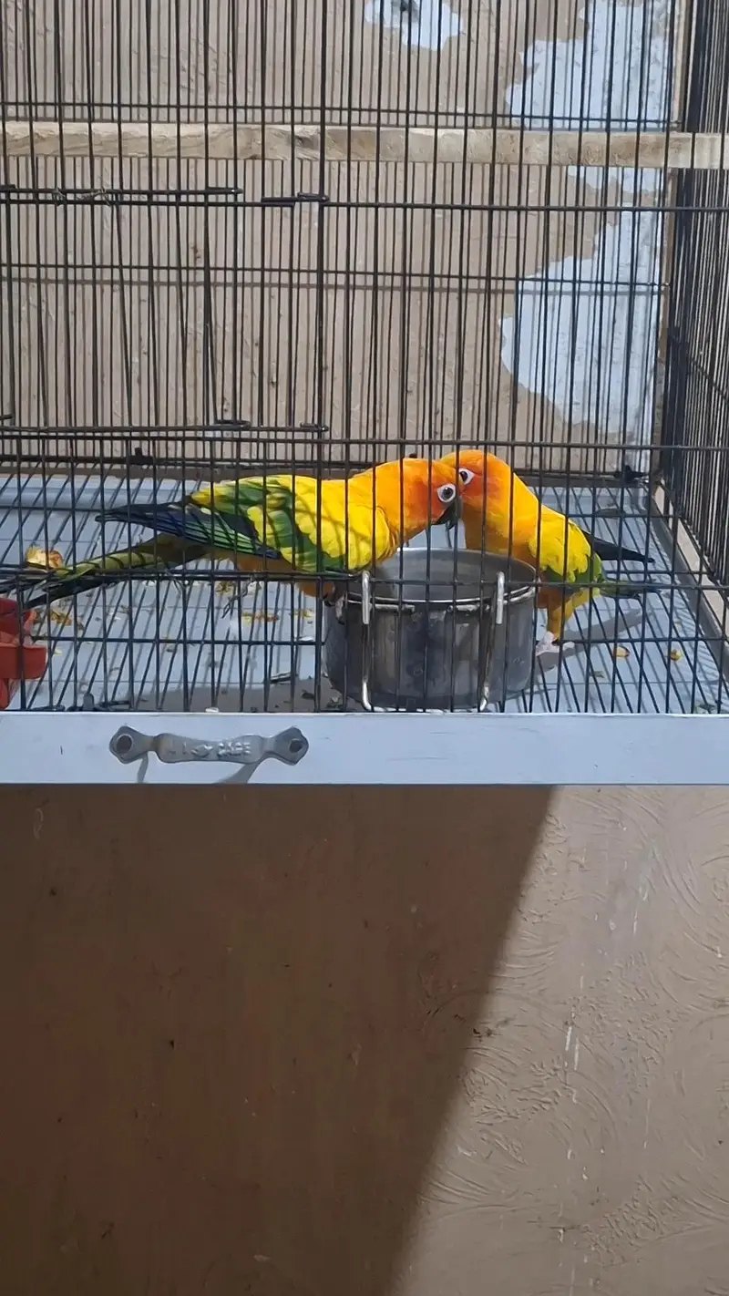 Sun conure breeder pair for sale