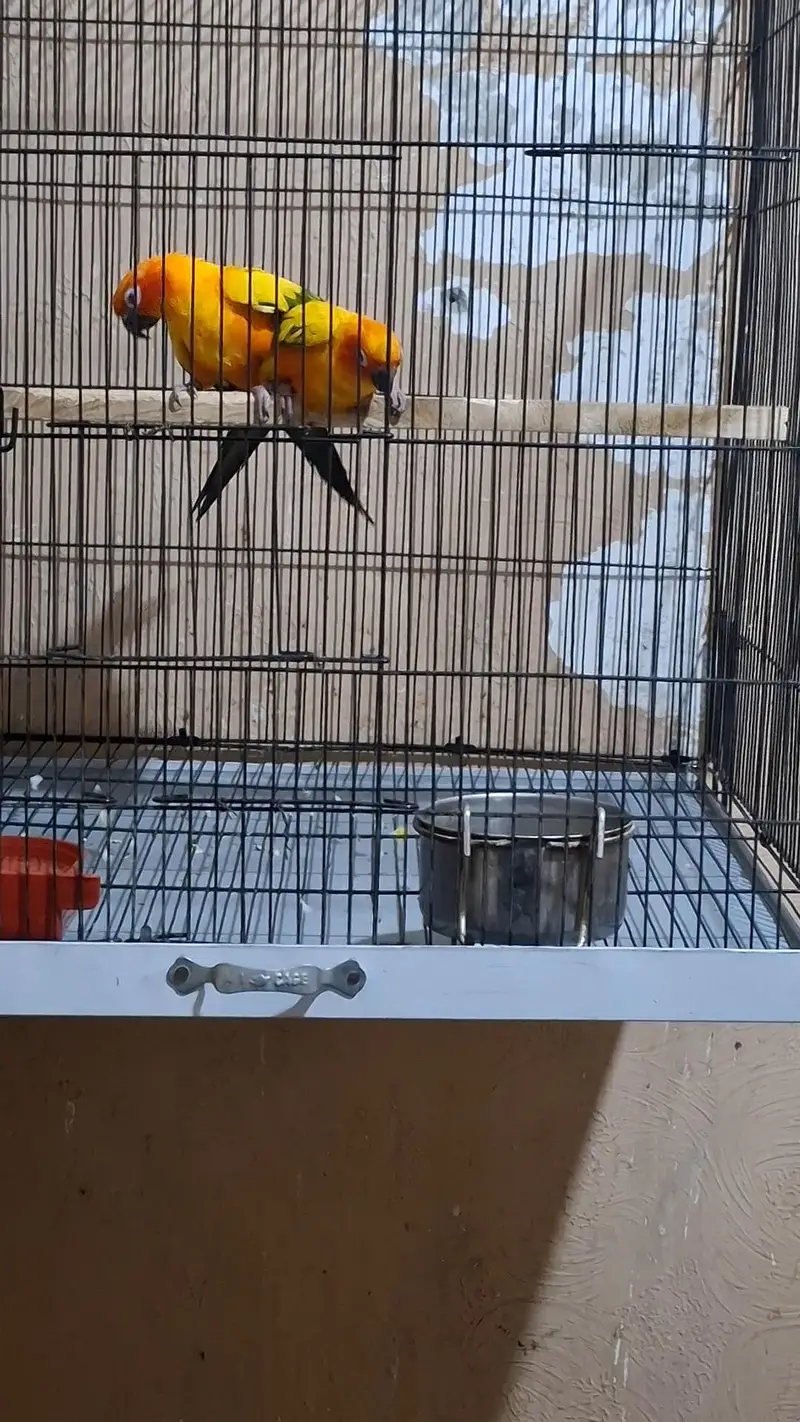 Sun conure breeder pair for sale — photo 2