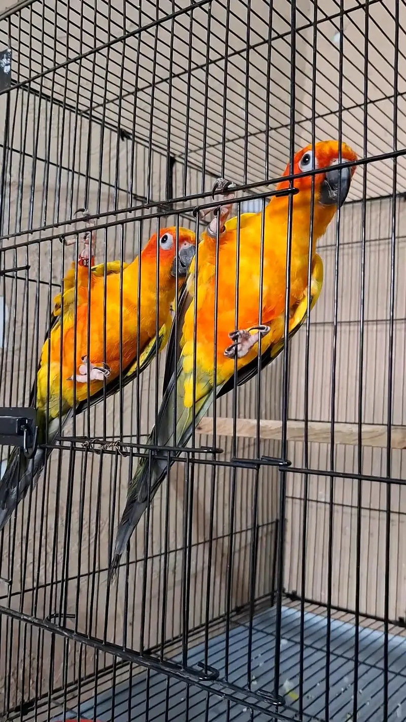 Sun conure breeder pair for sale — photo 3