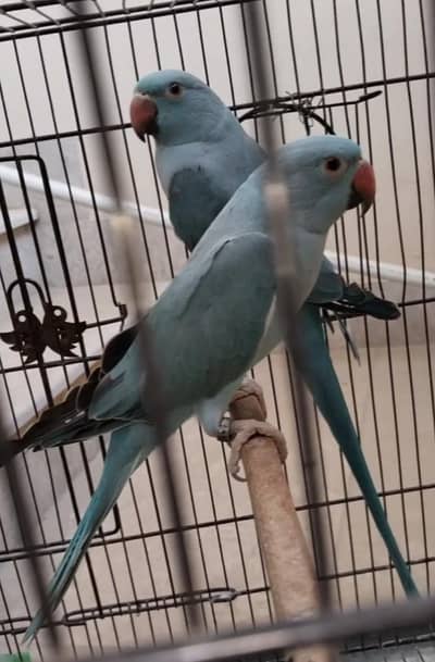 Ringneck, Blue Ringneck pair with DNA