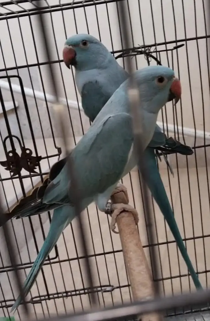 Ringneck, Blue Ringneck pair with DNA