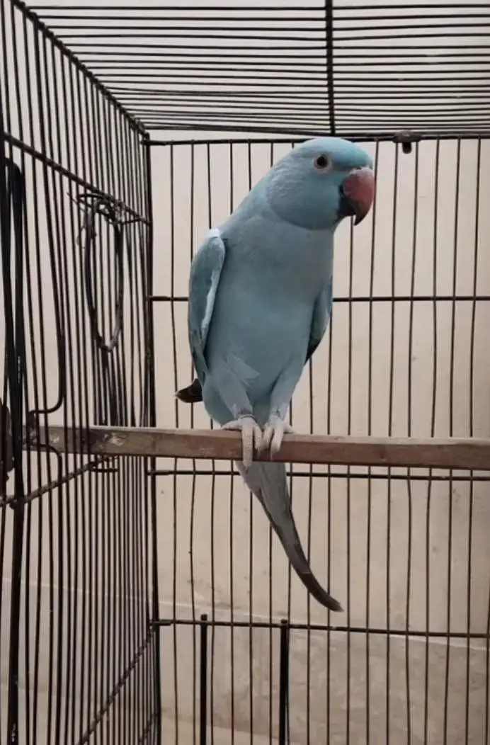 Ringneck, Blue Ringneck pair with DNA — photo 2