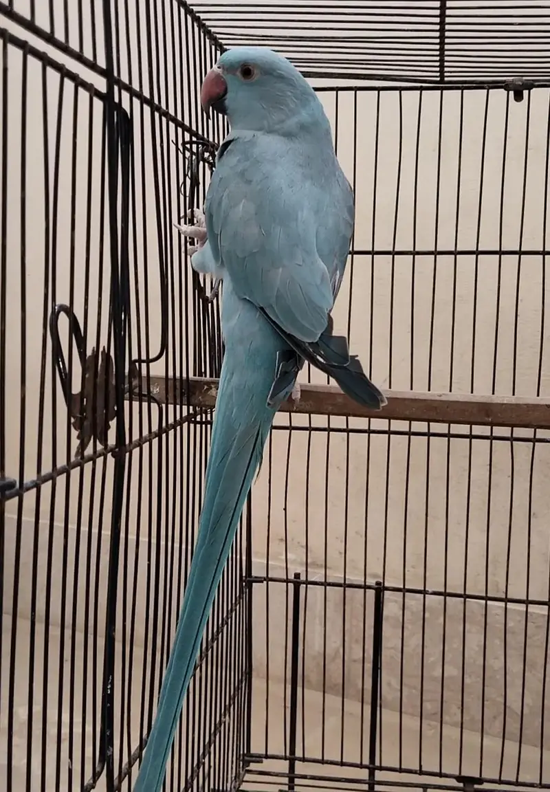 Ringneck, Blue Ringneck pair with DNA — photo 3