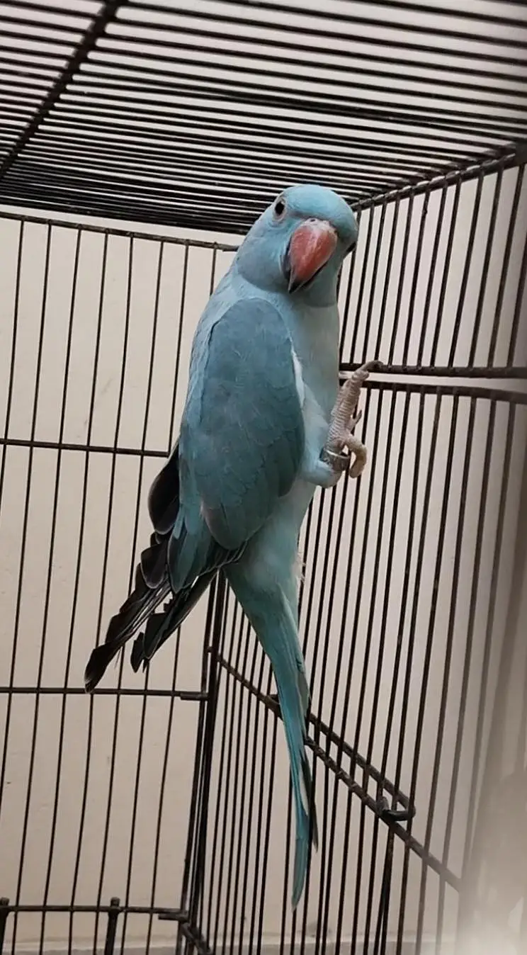 Ringneck, Blue Ringneck pair with DNA — photo 4