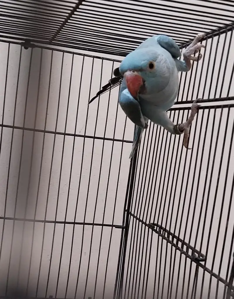 Ringneck, Blue Ringneck pair with DNA — photo 5
