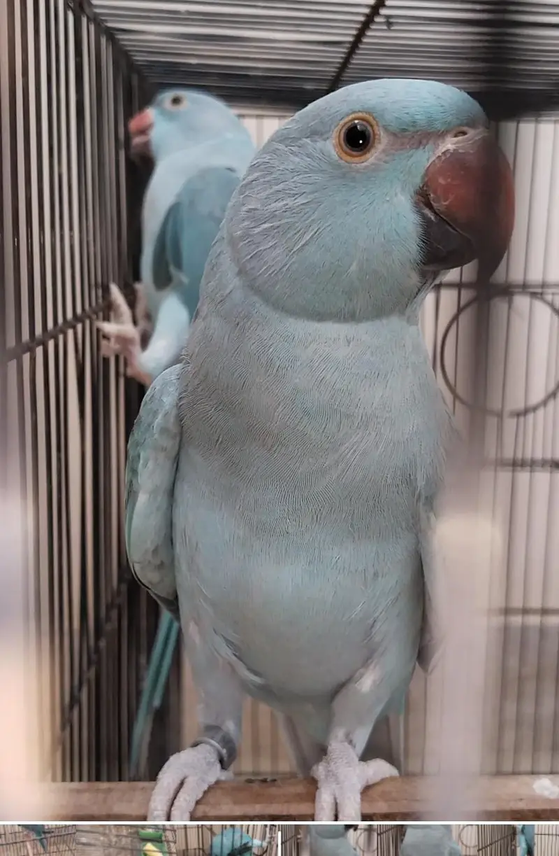 Ringneck, Blue Ringneck pair with DNA — photo 6